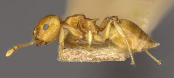 Media type: image;   Entomology 9165 Aspect: habitus lateral view